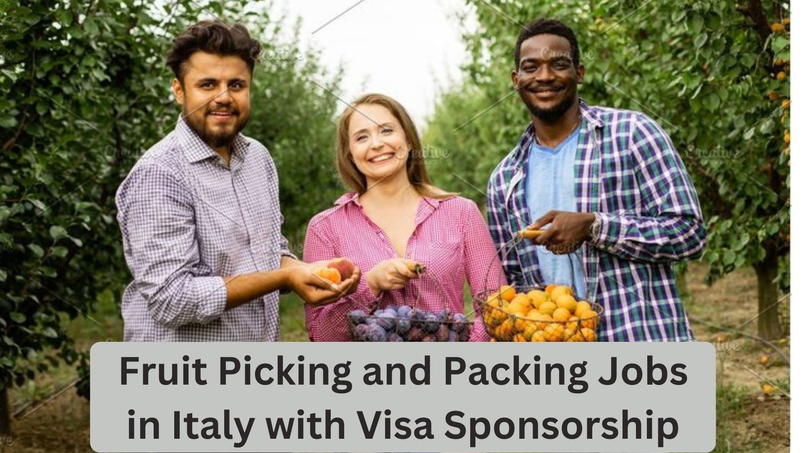 Fruit Picking and Packing Jobs in Italy with Visa Sponsorship